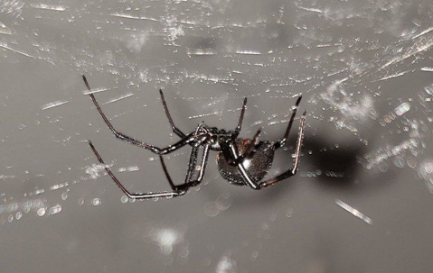 How to Get Rid of Black Widow Spiders