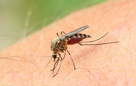 Mosquito