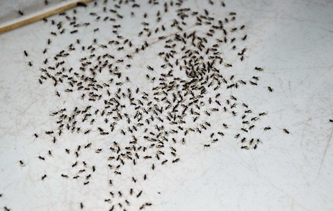 Ants In The House: Understanding The Risks And Health Concerns In Denton