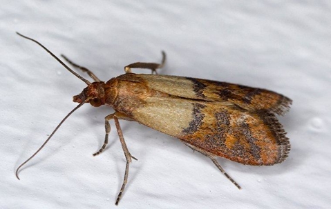 How Sneaky Indian Meal Moths Get Into Your Lewisville Cupboard