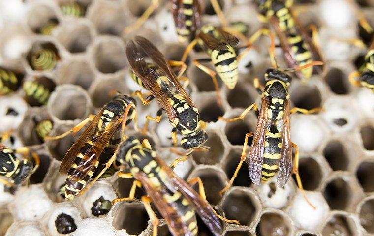 Yellow Jacket Removal In Texas  Yellow Jackets Vs. Other Wasps