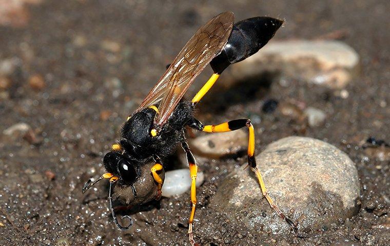 Eight Quick Tips To Make Your McKinney Yard Less Appealing To Wasps