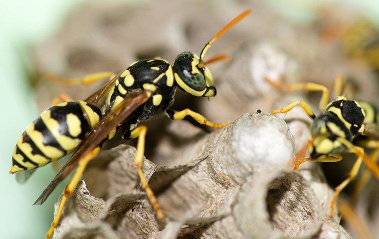 The Secret To Keeping Wasps Away From Your Plano Property