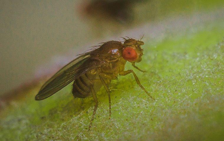 Fly Cover, Insect , Cover Against Flies and Fruit Flies for Cakes