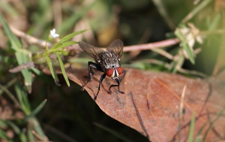 flesh fly