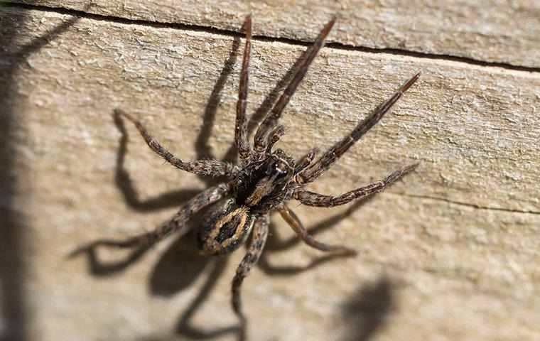 Spider on light brown wood.